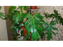 �����������. ���� ���������