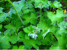 ������ ������ ������