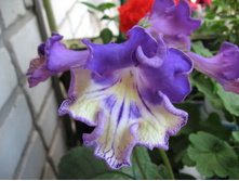 ������������� DS - ������