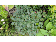 ����� ��������