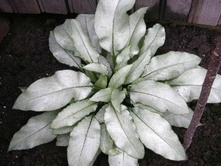 �������� ����������� (����� ��������).jpg