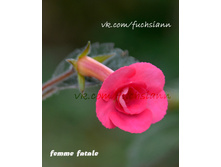 �������� Femme Fatale
