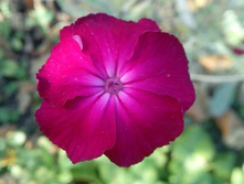 ������ ����������, 50�.