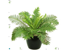 ������� ������� ���� Blechnum Silver-Lady.- 350- 450  ���.