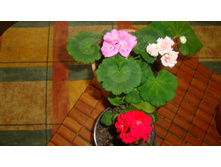 Saxdalens Selma,Denice 2,PAC Little Lady Cherry