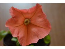 NEW ������� African Sunset