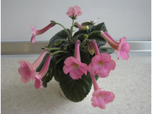 Ozark Pink Sunrise ( ����-����)