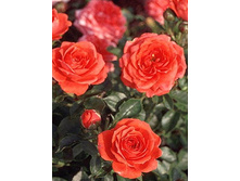 ����� ������ 234���. (����� �������� ��� 4��.).jpg