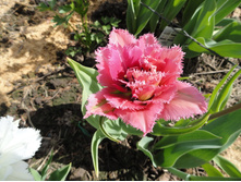 ����������...