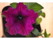 ������� Ramblin Burgundy Chrome