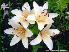 �������� �����.jpg