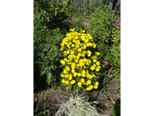 �������(��������)