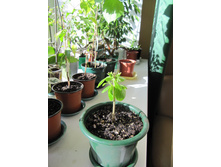 ��������, 29.03.2016