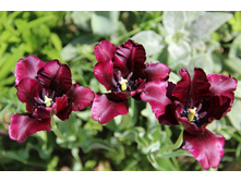 ������� �������� (�ϣ ����)