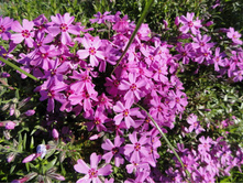 ����� ���������� ���������