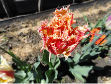 ����������.