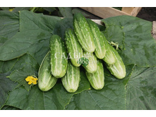 ������ ������� 13,30��� - 1��