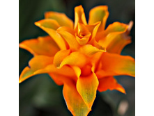 ������� ������� (���������)