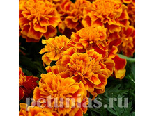 .MAXI �������� ����������� Bonanza Flame 15�