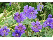 ������  ������ ������