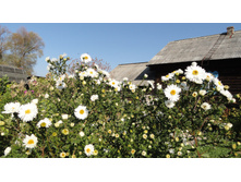 ����� ��������������� ���� ���� (Wite Ladies)