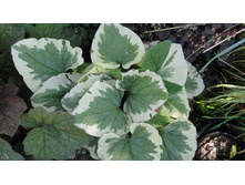 ������� �����������