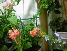 ��������� �������