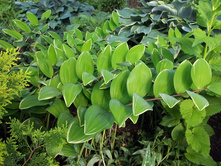 ������ ���������