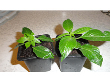 ������ ��������� - 150 ���.