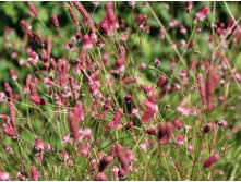 ����������� ���� �����