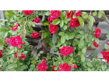 ��������� ���� ����������