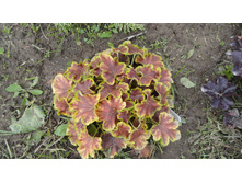 ���������� ����� ������