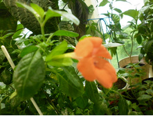 �������� �������