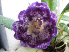 ���������  �������� �����