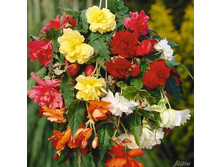 ������� �������. � ������. ������ 10,68 ���.[���.3001784]