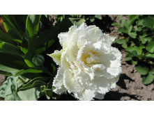 �������� ����������