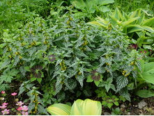 �������� ������� �����