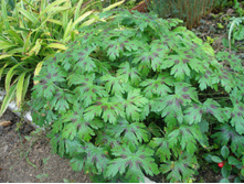 ������ �������� �����