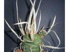 ����������� ������������.(����).jpg