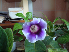 ��������� ���������� �� ������� ������ ���������� (����� ������ ������)