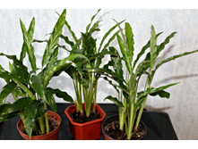 ������� ���������.jpg - 100 ���.