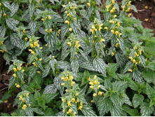 ��������  ������� �����