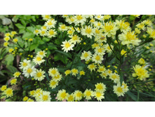 ����� ��������������