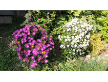 ����� �������� ������