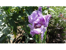 ���� ��������� �������� ����