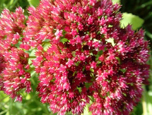 ����� HTL ������.jpg