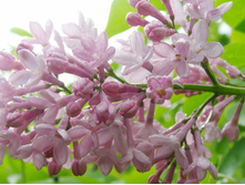 ������ �������