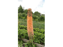 �������� ���������