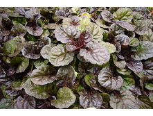 ������� ���� �������