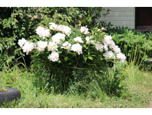 ���� ����-������� (�ϣ ����)